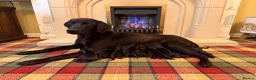 Labrador Retriever dogs for sale: Superb KC pups, health tested parents&many FTCH/Ws - Advert 1