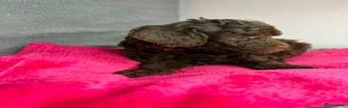 Cavapoo 5 - Dark pink blanket