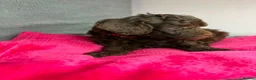 Cavapoo dogs for sale: Beautiful F1B Cavapoo Puppies – Ready to Reserve in Peterborough - Advert 9