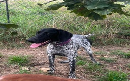 German Shorthaired Pointer dogs for adoption: Dora, a gorgeous young GSP - Image 3