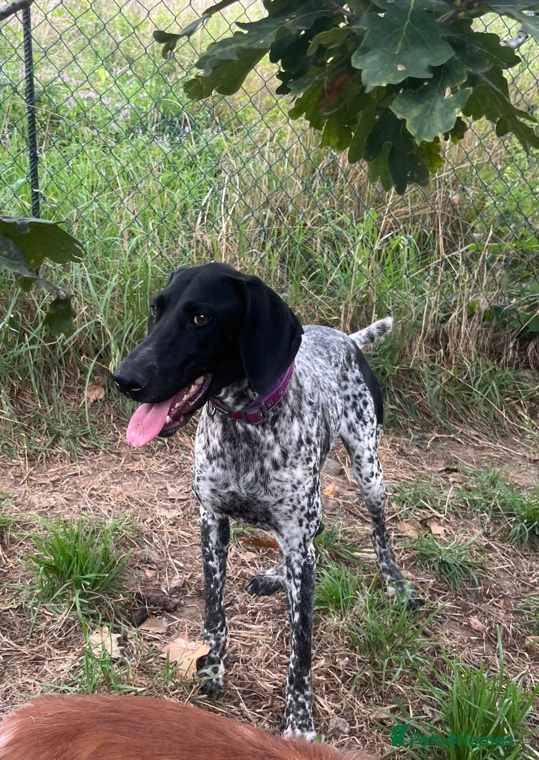 German Shorthaired Pointer dogs for adoption: Dora, a gorgeous young GSP - Image 3