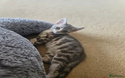 Bengal cats for sale: Bengal kittens. Absolutely beautiful!  - Image 30