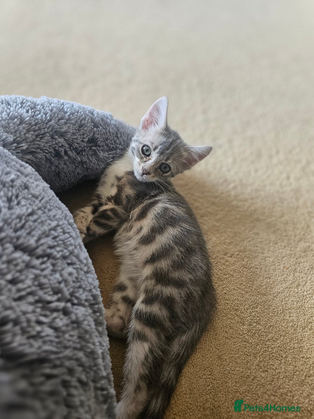 Bengal cats for sale: Bengal kittens. Absolutely beautiful!  - Image 30
