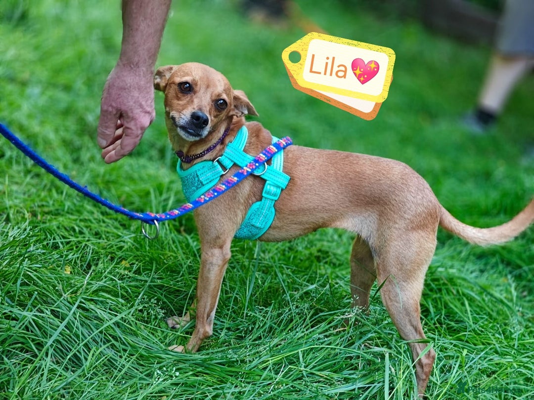 Chihuahua dogs for adoption: ❤️🐶 LILA – A Little  Soul Searching for Love 🐶❤️ - Image 14