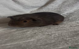 Guinea Pig rodents for sale: Californian x Swiss female guinea pig  - Image 6