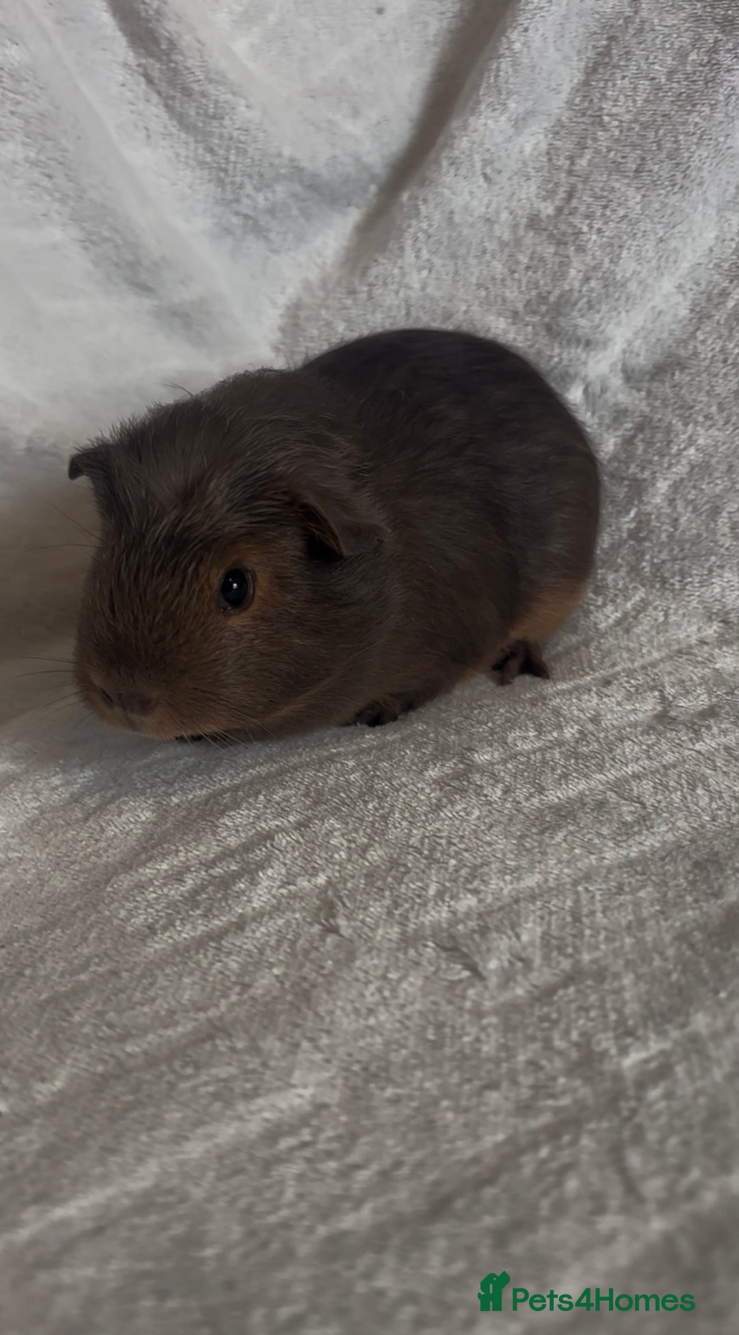 Guinea Pig rodents for sale: Californian x Swiss female guinea pig  - Image 6