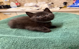 British Shorthair cats for sale: BRITISH BLUE X KITTENS - Image 3
