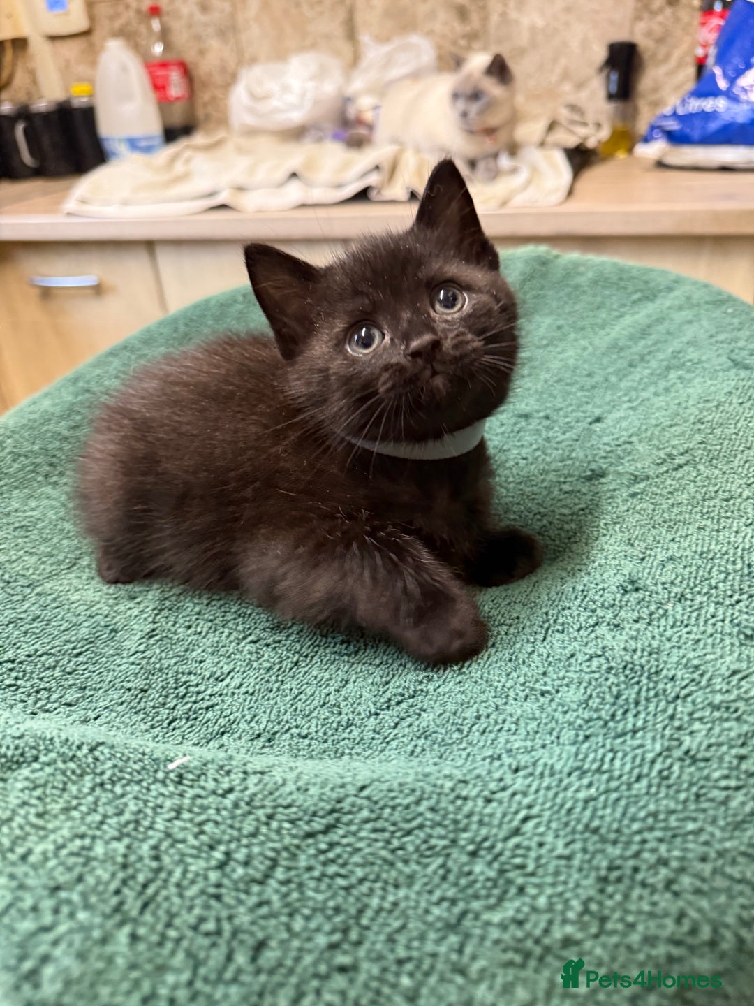 British Shorthair cats for sale: BRITISH BLUE X KITTENS - Image 3