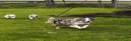 Border Collie dogs for sale: Super border collie blue Merle pups for sale in Knighton - Advert 5