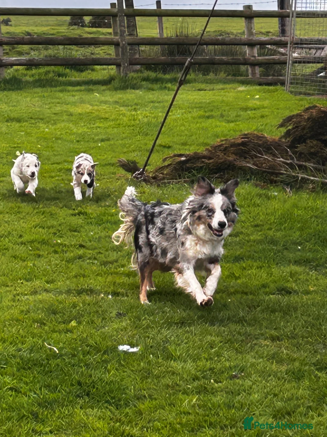 Border Collie dogs for sale: Super border collie blue Merle pups for sale in Knighton - Advert 5