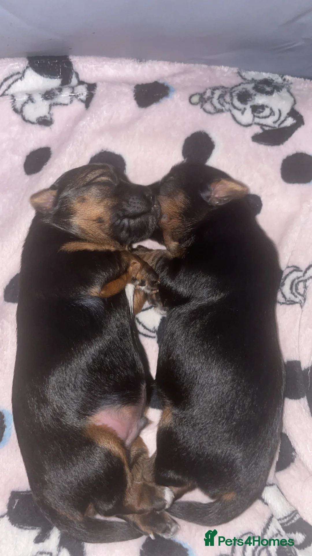 Yorkshire Terrier dogs for sale: One boy and one girl  in Gloucester - Advert 2