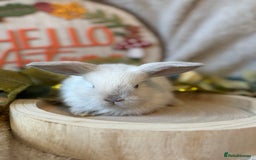Mini Lop rabbits for sale: Gorgeous Mini Lops Ready to Reserve 🫶🏻 - Image 7