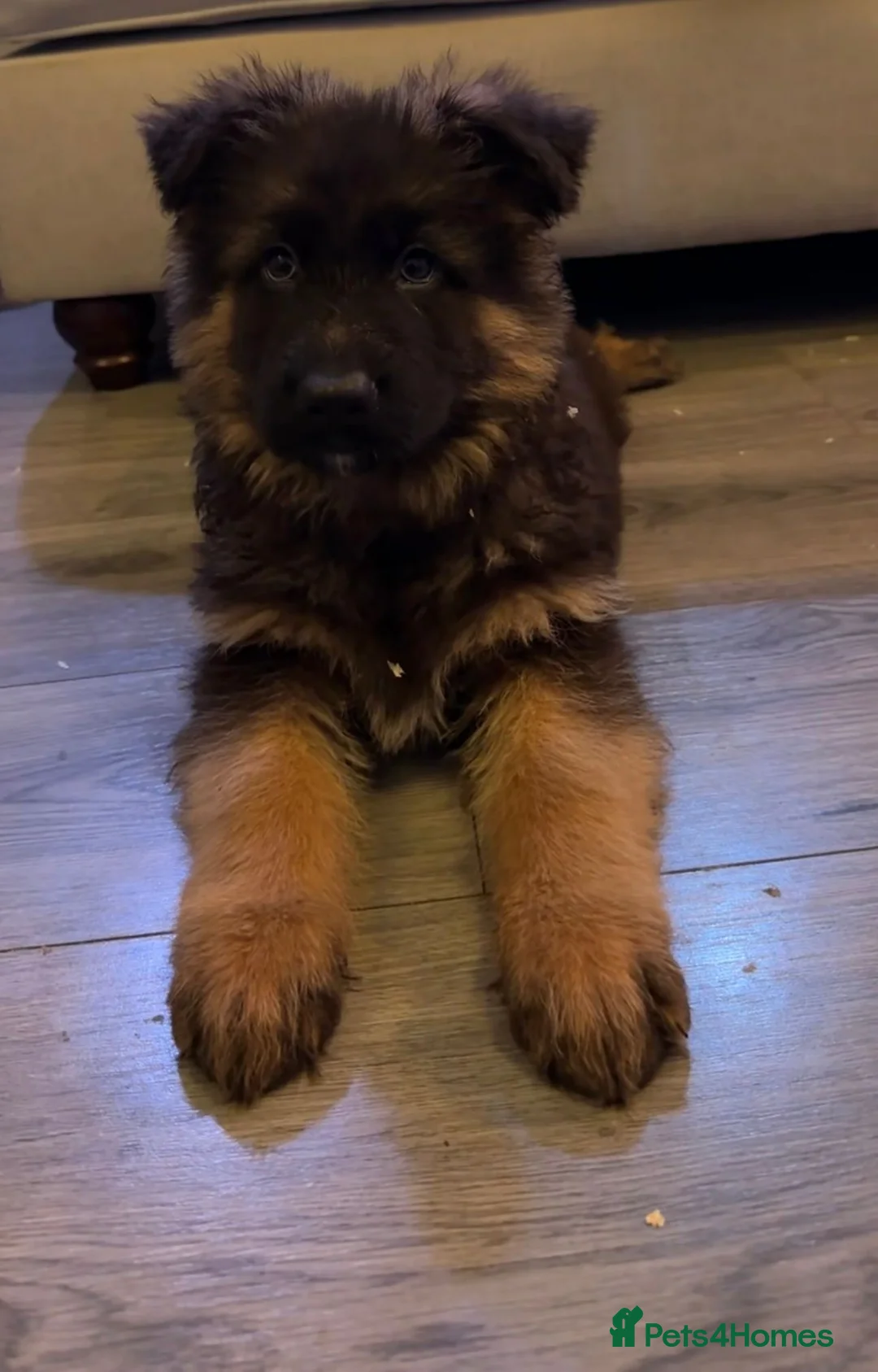 German Shepherd dogs for sale: Kc Registered Long Haired German Shepherd Puppies - Advert 19