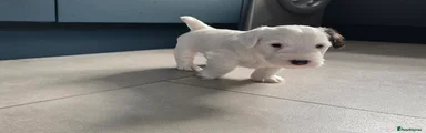Sealyham Terrier Puppy 2