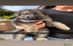German Shepherd dogs for sale: German shepherd puppies  - Image 3