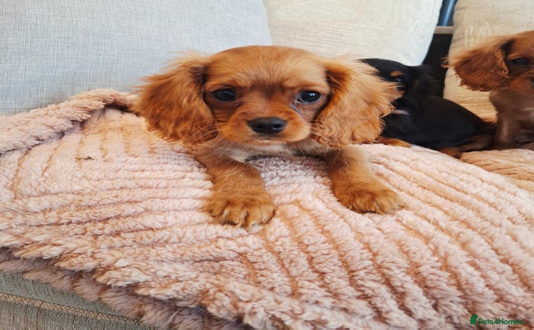 Cavalier King Charles Spaniel dogs - Advert 1