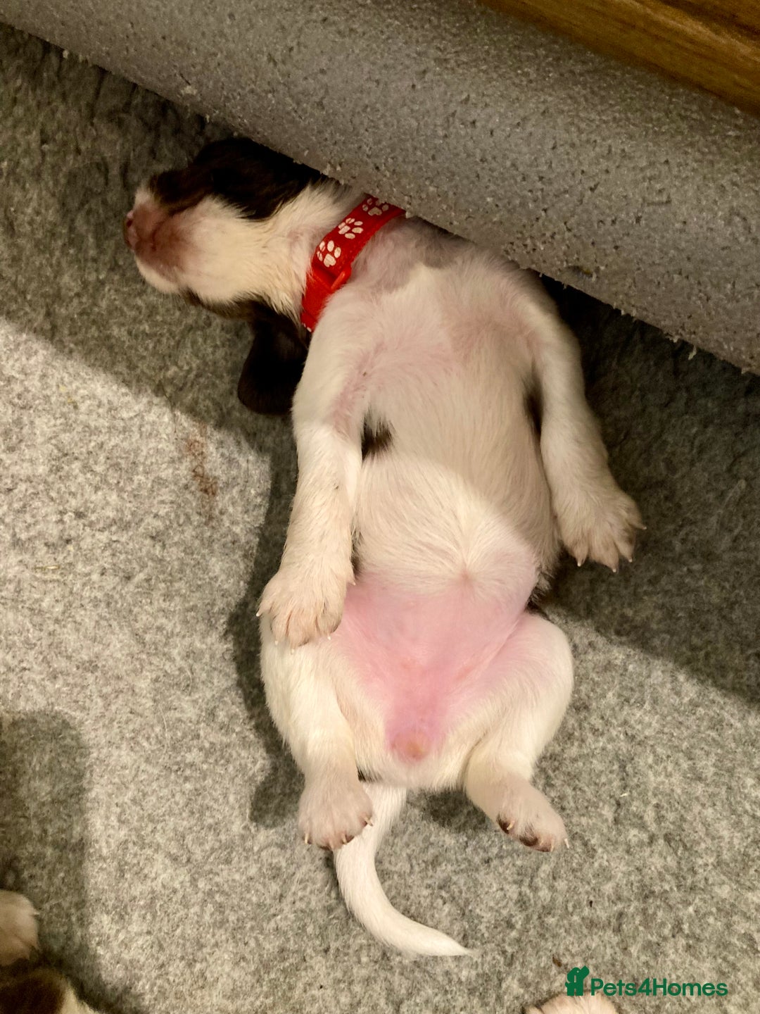 English Springer Spaniel dogs for sale: 5th Gen Springers: Purebred, 7th litter, 36 total - Image 33