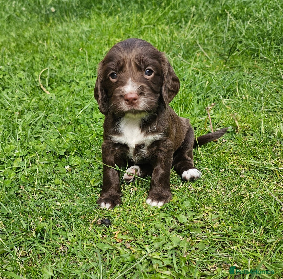 Sprocker dogs for sale: 2 black males !!! 😍 Beautifully marked sprocker! - Image 21