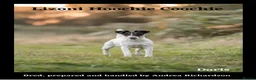 Fox Terrier dogs for sale: Smooth Fox Terrier female available  - Advert 2