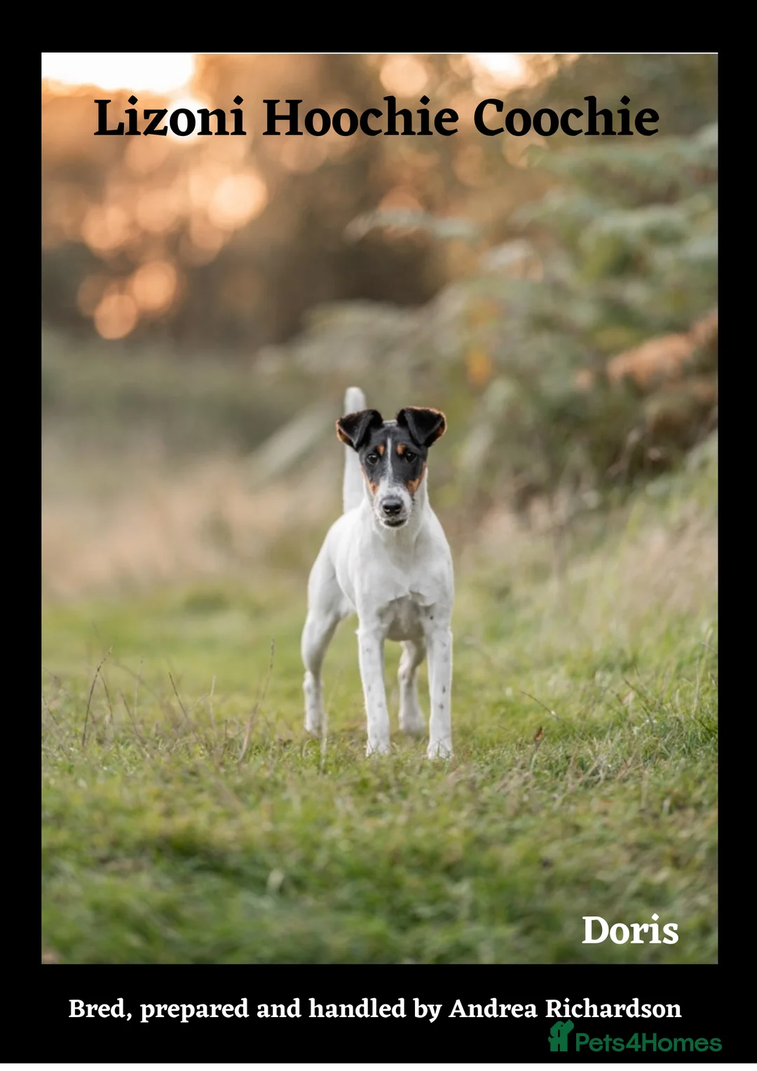 Fox Terrier dogs for sale: Smooth Fox Terrier female available  - Advert 2