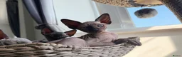 Sphynx cats for sale: WAITING LIST TICA SPHYNX KITTENS  - Advert 5