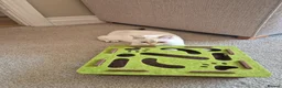 British Shorthair cats for sale: Rare Bonded Pair British Shorthairs - Advert 9
