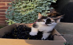 Domestic Shorthair cats for sale: 5 Beautiful fluffy Kittens - Image 7