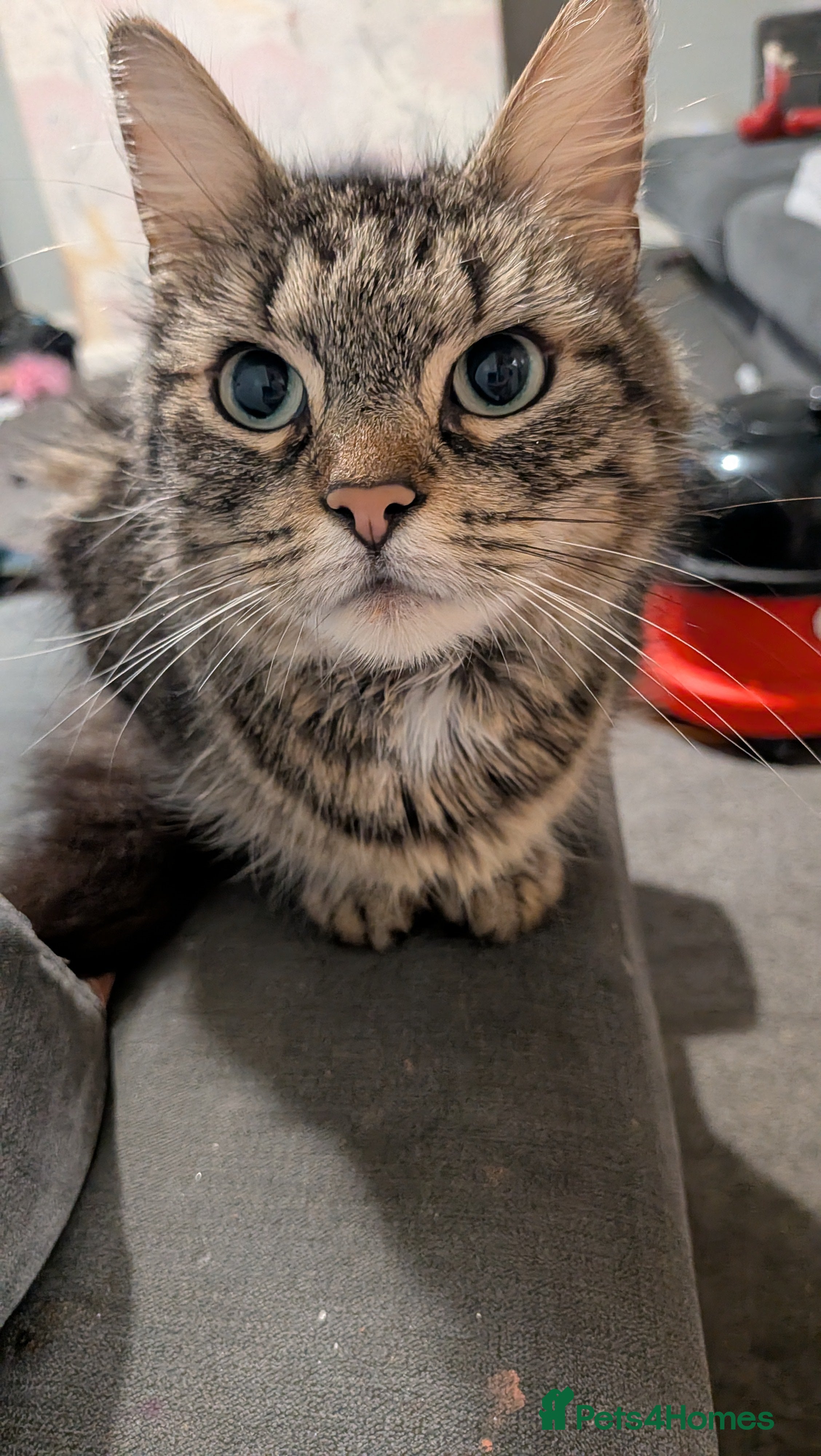 Mixed Breed cats 2 boys left in Birmingham - Advert 1