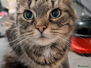 Mixed Breed cats 2 boys left in Birmingham - Advert 1