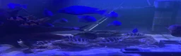 Cichlids fish for sale: Frontosa x 10 and Blue moorii dolphin x 10  - Advert 4