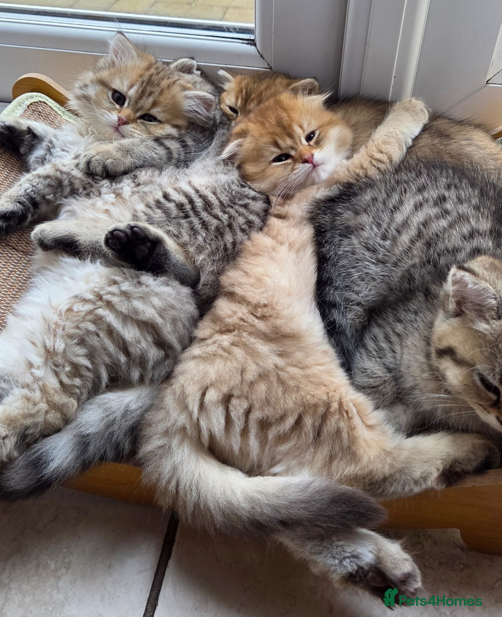 Scottish Fold cats Scottish Fold/Straight ready for new home Soon❤️  - Advert 2