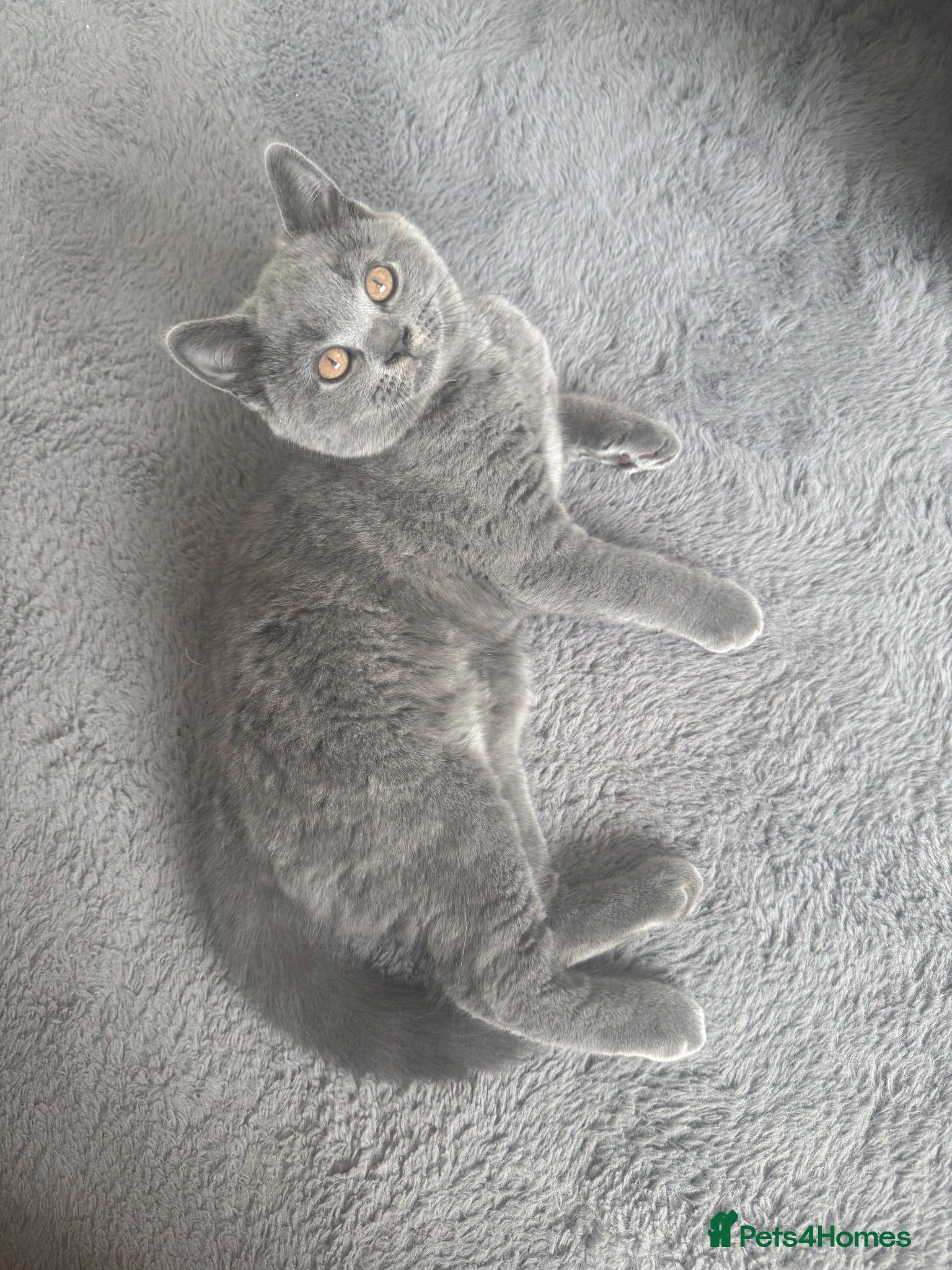 British Shorthair cats 🩵Outstanding Male🩵PEDIGREE🩵British shorthair  - Advert 14
