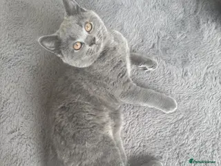 British Shorthair cats 🩵Outstanding Male🩵PEDIGREE🩵British shorthair - Advert 14