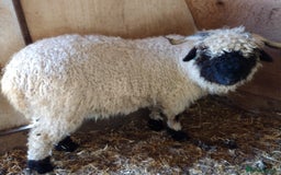 Sheep livestock for sale: Valais Blacknose Ewes, shearlings and ewelambs - Image 3