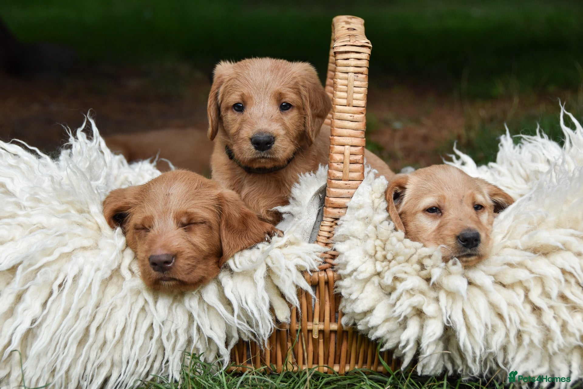 Australian Labradoodle dogs Australian Labradoodle Puppies - Advert 13