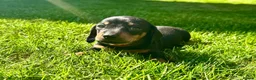 Miniature Dachshund dogs for sale: 🐾 LAST BOY LEFT - adorable miniature dachshund 🐾 - Advert 19