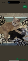 British Shorthair cats - Advert 10