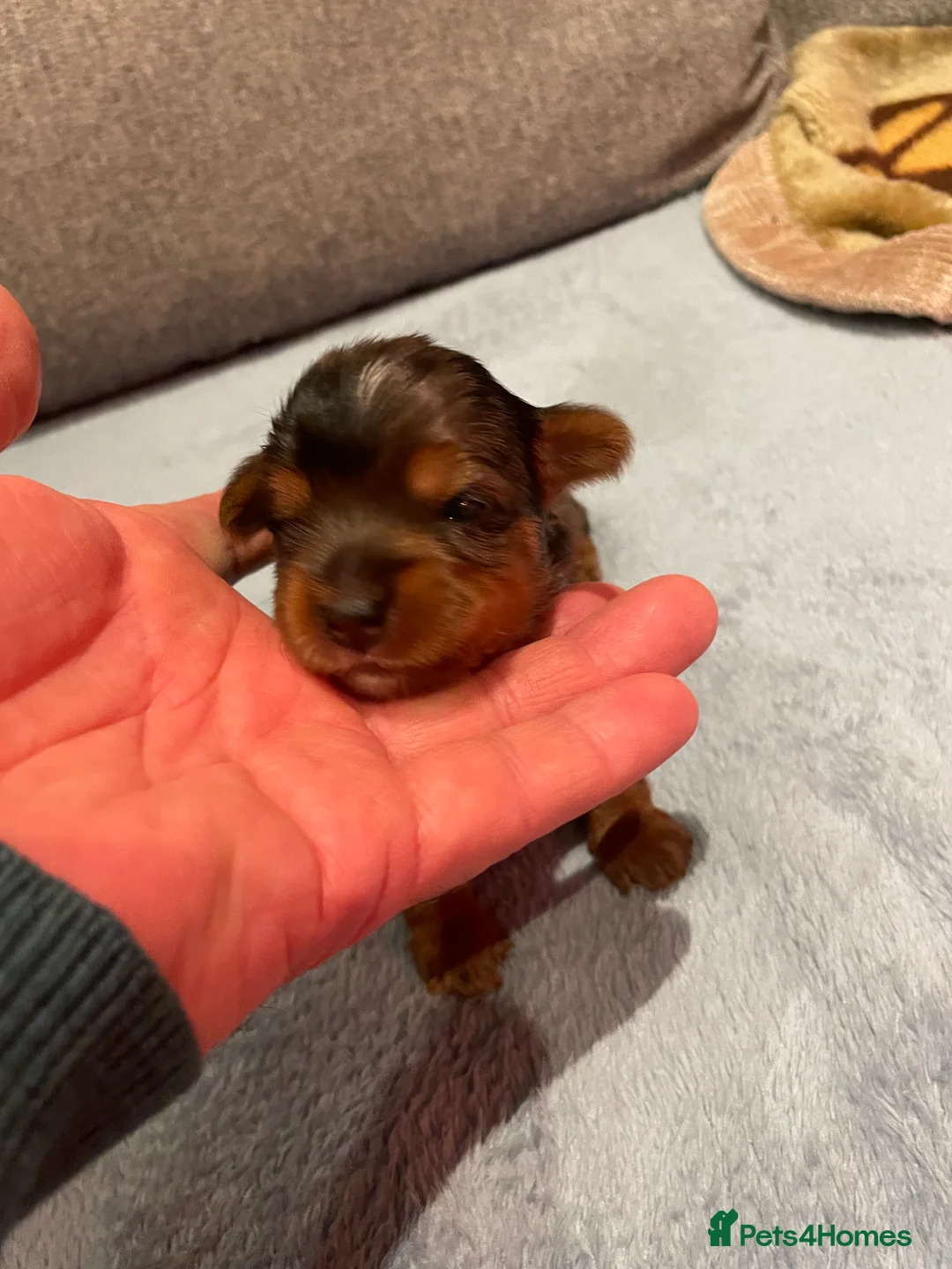 Yorkshire Terrier dogs for sale: Yorkshire Terrier puppies with pedigree in Southampton - Advert 2