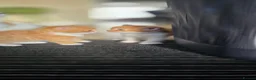 Mixed Breed cats for sale: Kittens  - Advert 12