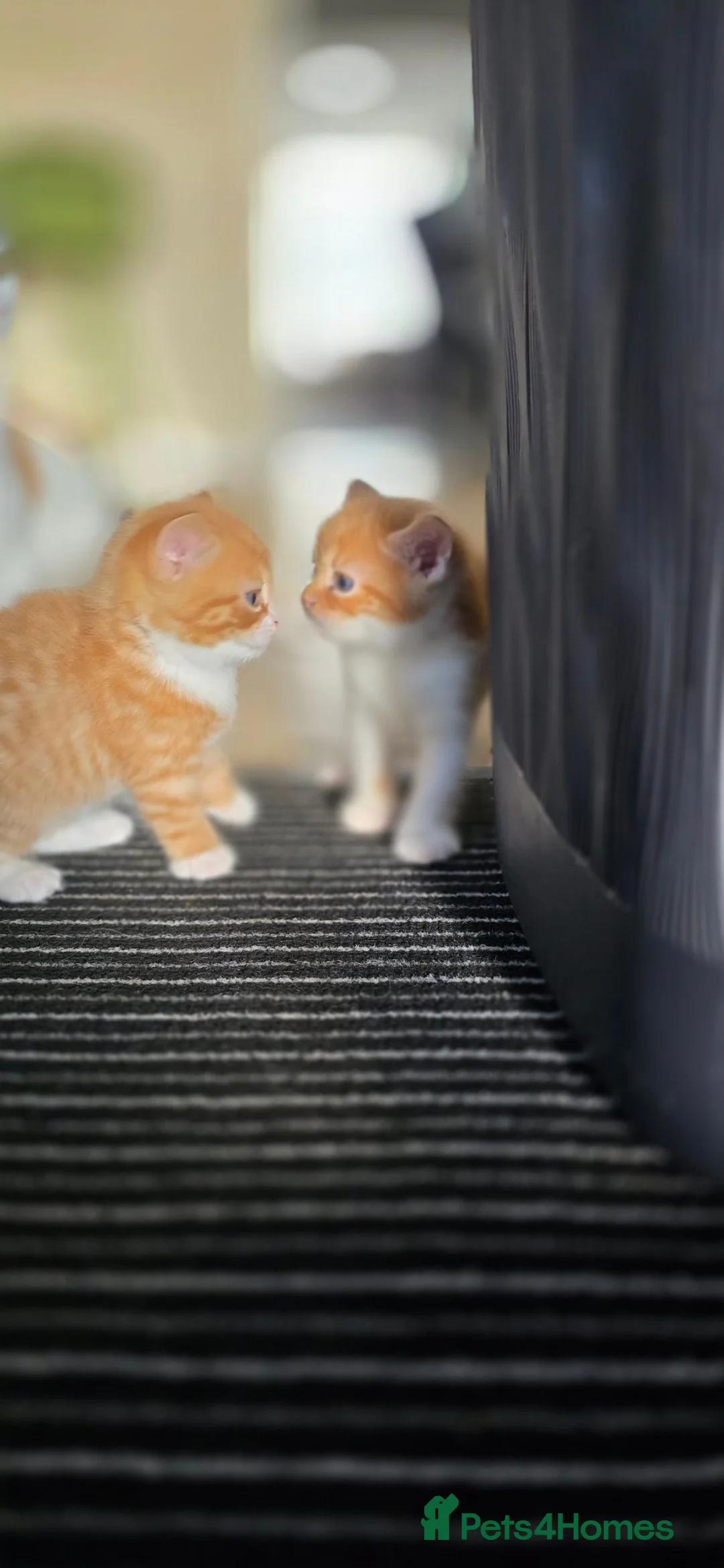Mixed Breed cats for sale: Kittens  - Advert 12