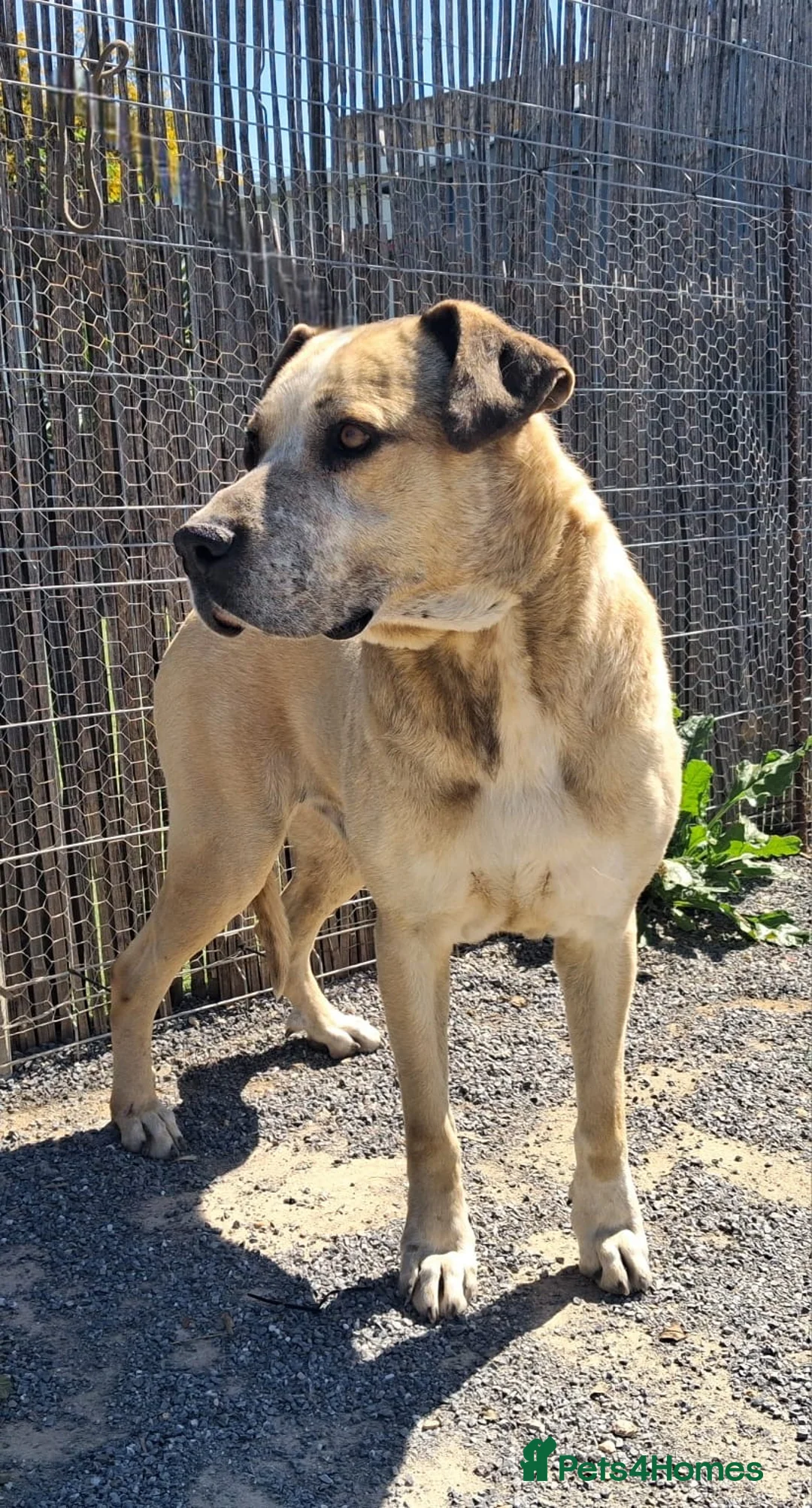 Mixed Breed dogs for adoption: 🚨🐾💔 URGENT FOSTERS NEEDED NOW 💔🐾🚨 - Advert 2