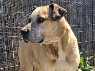 Mixed Breed dogs for adoption: ‼️ Urgent Fosters Needed 🚨 - Advert 1