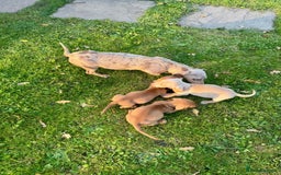 Miniature Dachshund dogs for sale: Stunning miniature dash’s  - Image 11