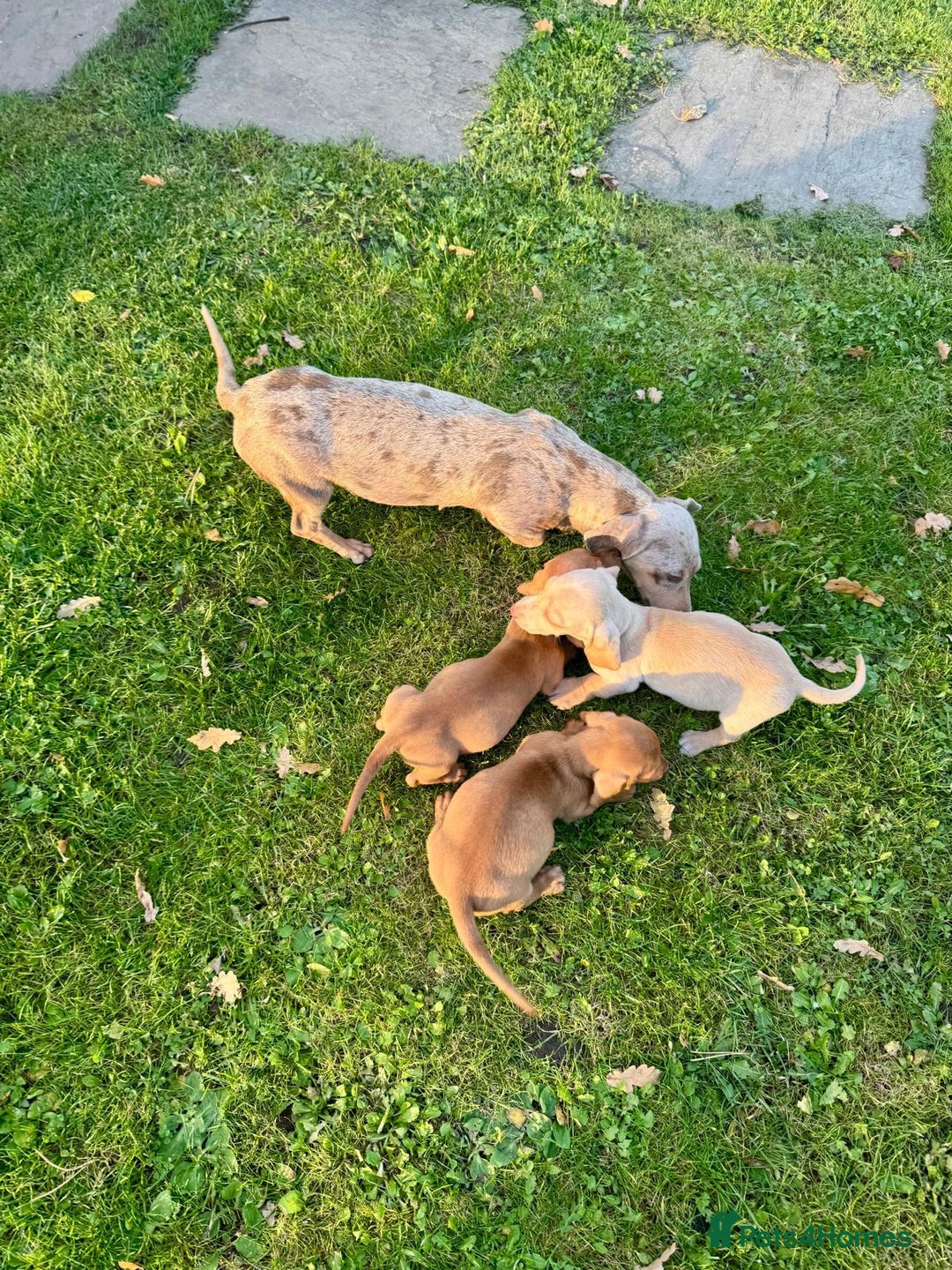 Miniature Dachshund dogs for sale: Stunning miniature dash’s  - Image 11