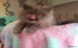 Persian cats for sale: Gorgeous blue pure breed Persian Boy - Image 4