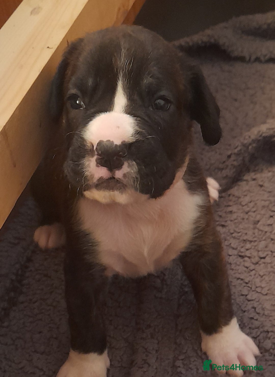 Boxer dogs for sale: Beautiful boxer pups for sale - Advert 14