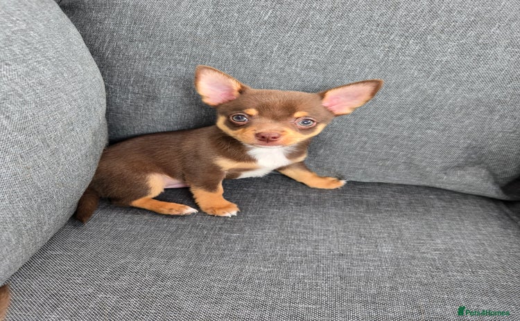 Chihuahua dogs - Advert 2