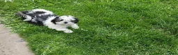 Shih Tzu dogs for sale: Shitsu, last female left!! - Advert 4