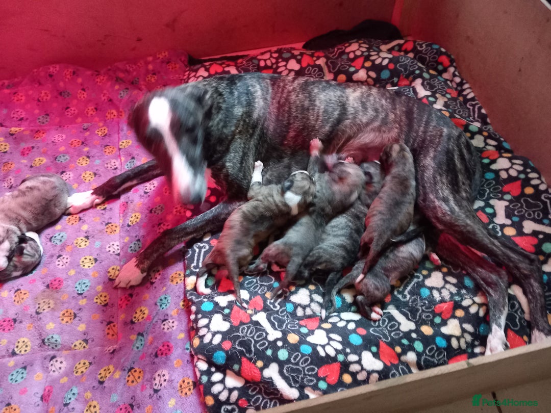 Whippet dogs for sale: Top Class Whippet Puppies bred from Champions - Image 30