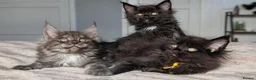 Maine Coon cats for sale: Black&Black Smoke Tica registered  - Advert 14